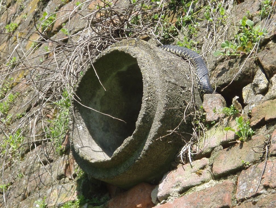 Alcune foto di biacchi in natura